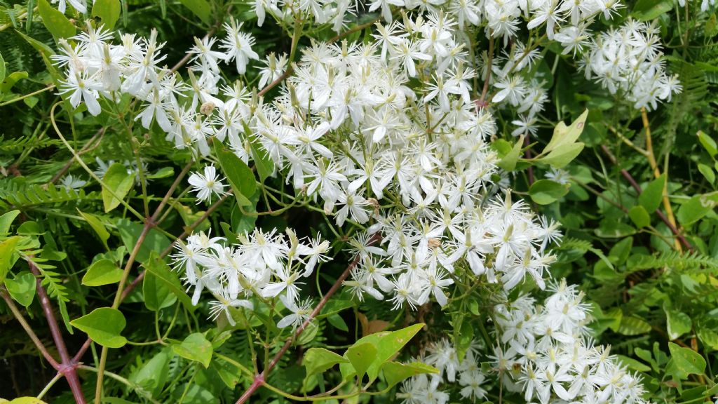 Clematis vitalba